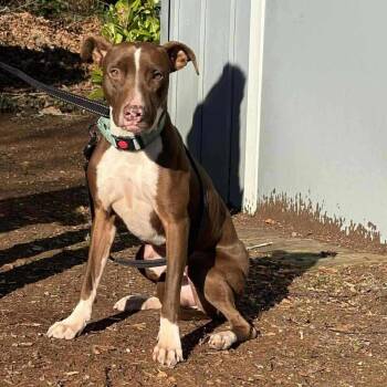 German Shorthaired Pointer and Mixed Breed Dogs Available for Adoption - Bambi | PetCurious