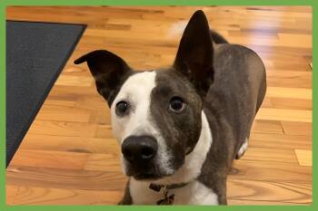 Penny -  Pit Bull Terrier and American Staffordshire Terrier Dog for Adoption in Amherst, Massachusetts - Penny | PetCurious