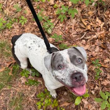 Armani -  English Bulldog and Mixed Breed Dog for Adoption in Newark, New Jersey - Armani | PetCurious