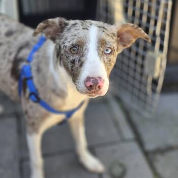 Leopard -  Australian Shepherd and Mixed Breed Dog for Adoption in Blairstown, New Jersey - Leopard | PetCurious