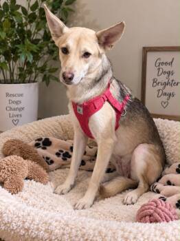 Hunny -  Carolina Dog Dog for Adoption in Harlingen, Texas - Hunny | PetCurious