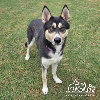 Siberian Husky Dogs Available for Adoption in Irvine, California - ESTRELLA | PetCurious