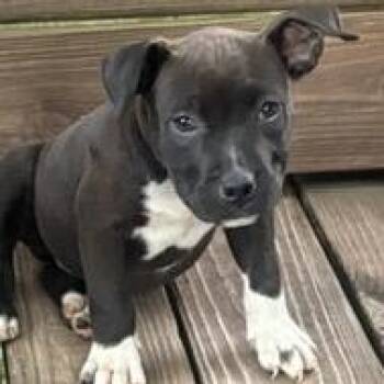 Rontoo -  American Bulldog and Pit Bull Terrier Dog for Adoption in Mooresville, Indiana - Rontoo | PetCurious