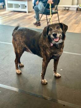 Plott Hound Dogs Available for Adoption in Bothell, Washington - Taz | PetCurious