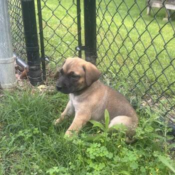 Shepherd and Hound Dogs Available for Adoption in Cabot, Arkansas - (Found) Donatello | PetCurious