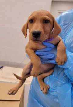 Mixed Breed Dogs Available for Adoption in Chillicothe, Ohio - Heart | PetCurious