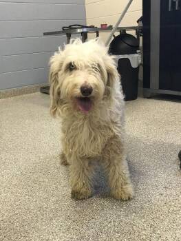 Bella -  Australian Shepherd and Poodle Dog for Adoption in Georgetown, Ohio - Bella | PetCurious