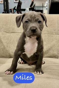 Pit Bull Terrier Dogs Available for Adoption - Miles  | PetCurious