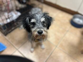 Rescue Miniature Schnauzer Dogs for Adoption - Macy | PetCurious