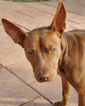 Rescue Terrier and Mixed Breed Dogs for Adoption in Shreveport, Louisiana - Avery | PetCurious