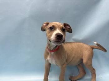Stymie -  Pit Bull Terrier and Mixed Breed Dog for Adoption in Minneapolis, Minnesota - Stymie | PetCurious
