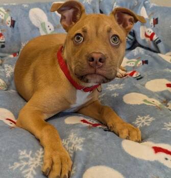 Sadie -  Mixed Breed Dog for Adoption in Yankton, South Dakota - Sadie | PetCurious