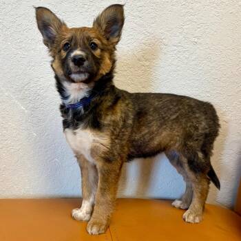1230 (2026) Mavis -  Shepherd and Mixed Breed Dog for Adoption in Parker, Colorado - 1230 (2026) Mavis | PetCurious