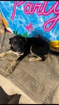 Labrador Retriever and Mixed Breed Dogs Available for Adoption in Medfield, Massachusetts - Margo Pup | PetCurious