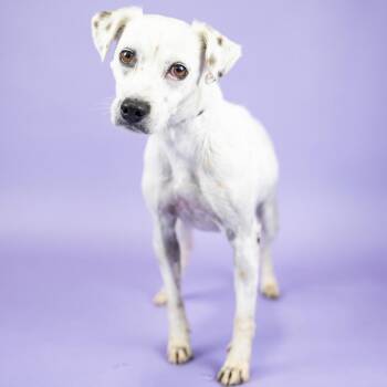 Tipper -  Terrier and Mixed Breed Dog for Adoption in Portland, Oregon - Tipper | PetCurious