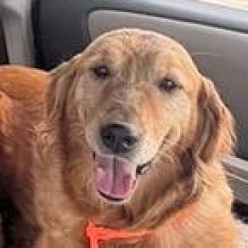 Samantha -  Golden Retriever Dog for Adoption in Los Angeles, California - Samantha | PetCurious