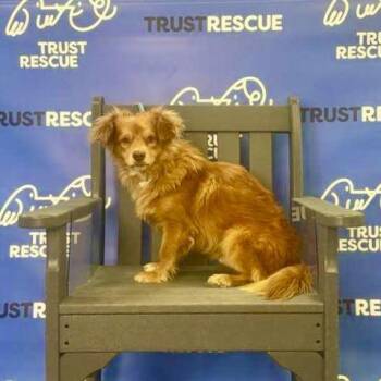Spaniel and Mixed Breed Dogs Available for Adoption in Waterford, New Jersey - GILMAN | PetCurious