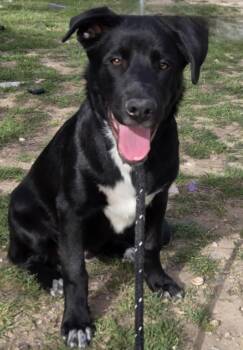 Rescue Catahoula Leopard Dog Dogs for Adoption in Kempner, Texas - Remington | PetCurious