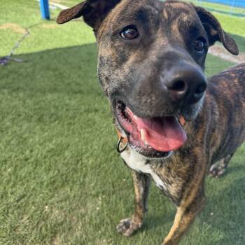 Mountain Cur Dogs Available for Adoption - Zoe | PetCurious