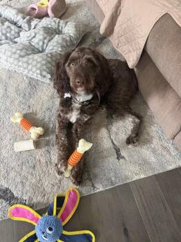 Baloo -  Poodle Dog for Adoption - Baloo | PetCurious