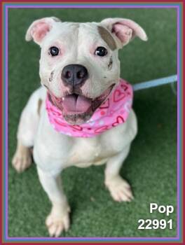 POP (see also TOOTSIE) -  Staffordshire Bull Terrier and Pit Bull Terrier Dog for Adoption in Marietta, Georgia - POP (see Also TOOTSIE) | PetCurious
