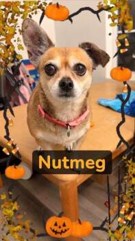 Nutmeg -  Chihuahua Dog for Adoption in Panama City, Florida - Nutmeg | PetCurious