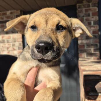 Leon -  Shepherd Dog for Adoption in Minneapolis, Minnesota - Leon | PetCurious