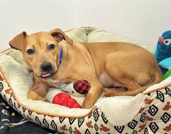 Rescue Pit Bull Terrier Dogs for Adoption in Brentwood, Missouri - BOYSENBERRY | PetCurious