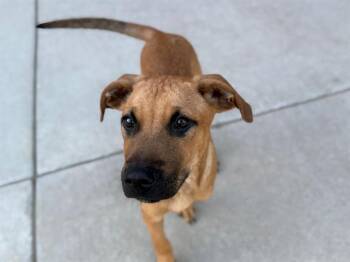 Rescue Pit Bull Terrier and Mixed Breed Dogs for Adoption in Tulsa, Oklahoma - THRILLER | PetCurious