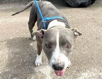A659167 -  Pit Bull Terrier Dog for Adoption in Houston, Texas - A659167 | PetCurious