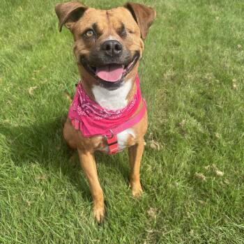 American Staffordshire Terrier Dogs Available for Adoption in Olympia, Washington - Leeah  | PetCurious