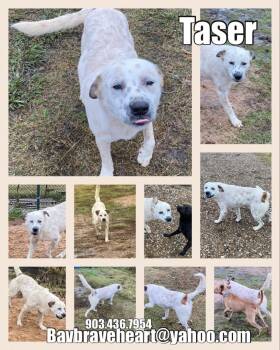 Rescue Australian Cattle Dog Blue Heeler Dogs for Adoption in Ladonia, Texas - Taser | PetCurious