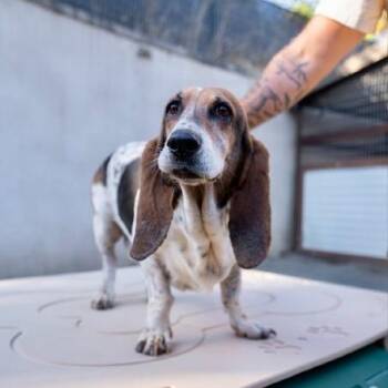 Haley -  Basset Hound Dog for Adoption in Portland, Oregon - Haley | PetCurious