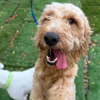 Thomas Jefferson -  Poodle and Mixed Breed Dog for Adoption in Sunrise, Florida - Thomas Jefferson | PetCurious