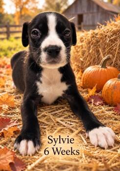 Sylvie -  Terrier Dog for Adoption in Walker, Louisiana - Sylvie | PetCurious