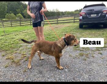 Rescue Mixed Breed Dogs for Adoption in Fairfield, New Jersey - Beau | PetCurious