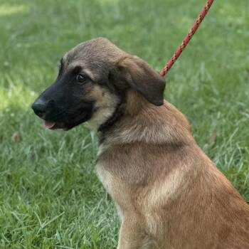 Ruffles -  Shepherd Dog for Adoption in Locust Fork, Alabama - Ruffles | PetCurious