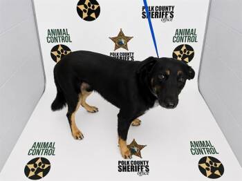 BOONE -  German Shepherd Dog and Mixed Breed Dog for Adoption in Winter Haven, Florida - BOONE | PetCurious