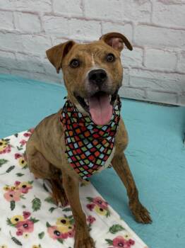 Mr. Wiggles -  Boxer and Mixed Breed Dog for Adoption in Detroit, Michigan - Mr. Wiggles | PetCurious