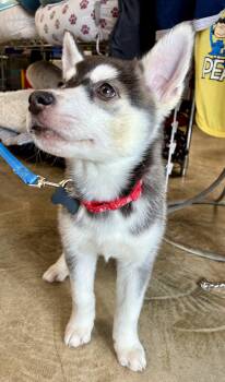 Maverick -  Siberian Husky Dog for Adoption in Cincinnati, Ohio - Maverick | PetCurious