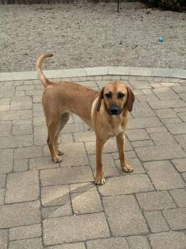 Cinnamon -  Hound Dog for Adoption in Orland Park, Illinois - Cinnamon | PetCurious