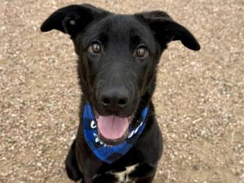 Labrador Retriever and German Shepherd Dog Dogs Available for Adoption in Pueblo, Colorado - PETER | PetCurious