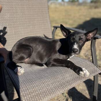 Rescue Border Collie and Hound Dogs for Adoption in Pottsboro, Texas - Amber | PetCurious