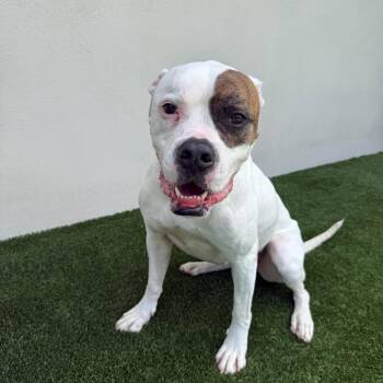 Luna 8821 -  American Bulldog Dog for Adoption in Loxahatchee Groves, Florida - Luna 8821 | PetCurious