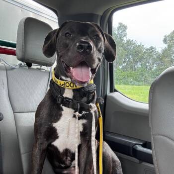 Henry -  Mixed Breed Dog for Adoption in Lake Panasoffkee, Florida - Henry | PetCurious