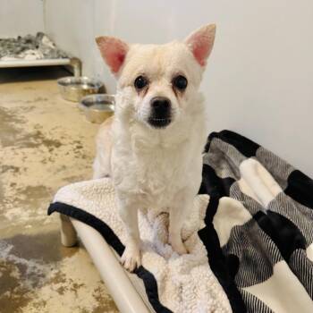 Wirehaired Terrier Dogs Available for Adoption - Jethro | PetCurious