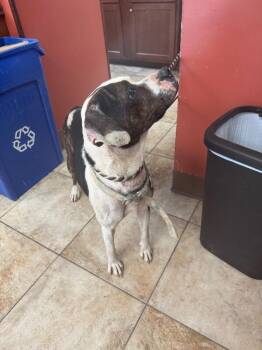 Jolene -  Mixed Breed Dog for Adoption in Cincinnati, Ohio - Jolene | PetCurious