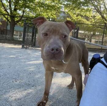 Pit Bull Terrier Dogs Available for Adoption in Philadelphia, Pennsylvania - Bobo | PetCurious
