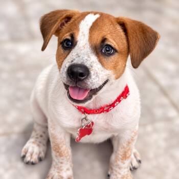 Perla -  Cattle Dog and Mixed Breed Dog for Adoption in Boerne, Texas - Perla | PetCurious