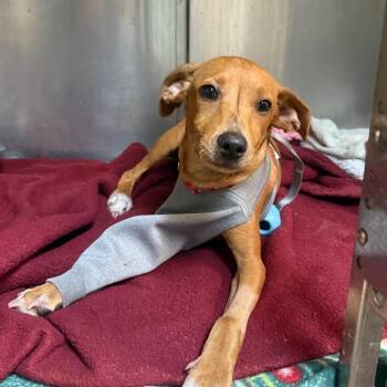 Rodeo -  Feist and Rat Terrier Dog for Adoption in Austin, Texas - Rodeo | PetCurious